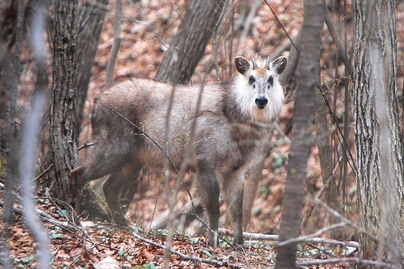 ニホンカモシカの写真