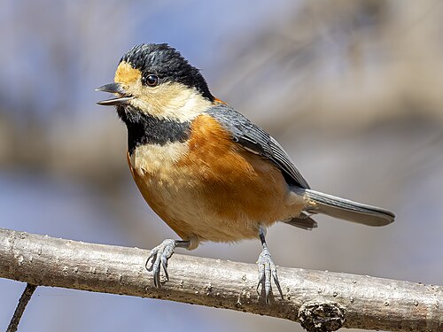 ヤマガラの写真