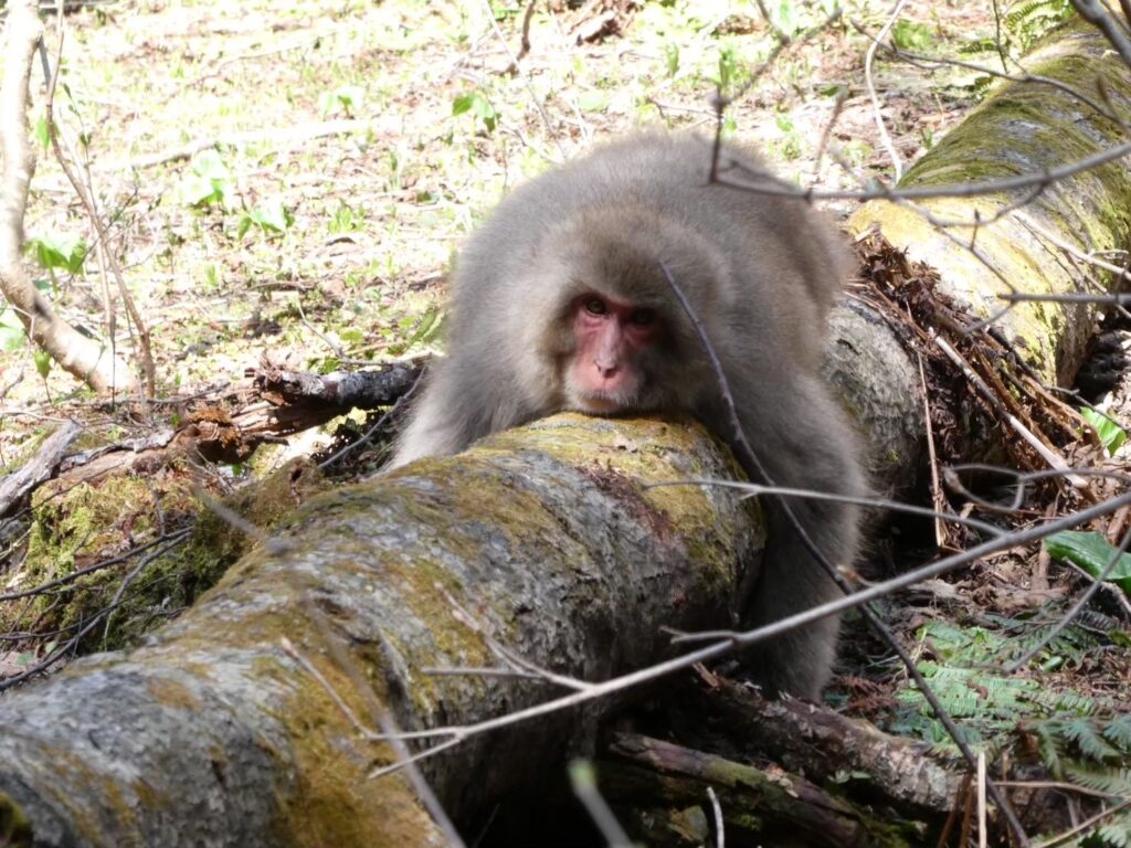 ニホンザルの写真
