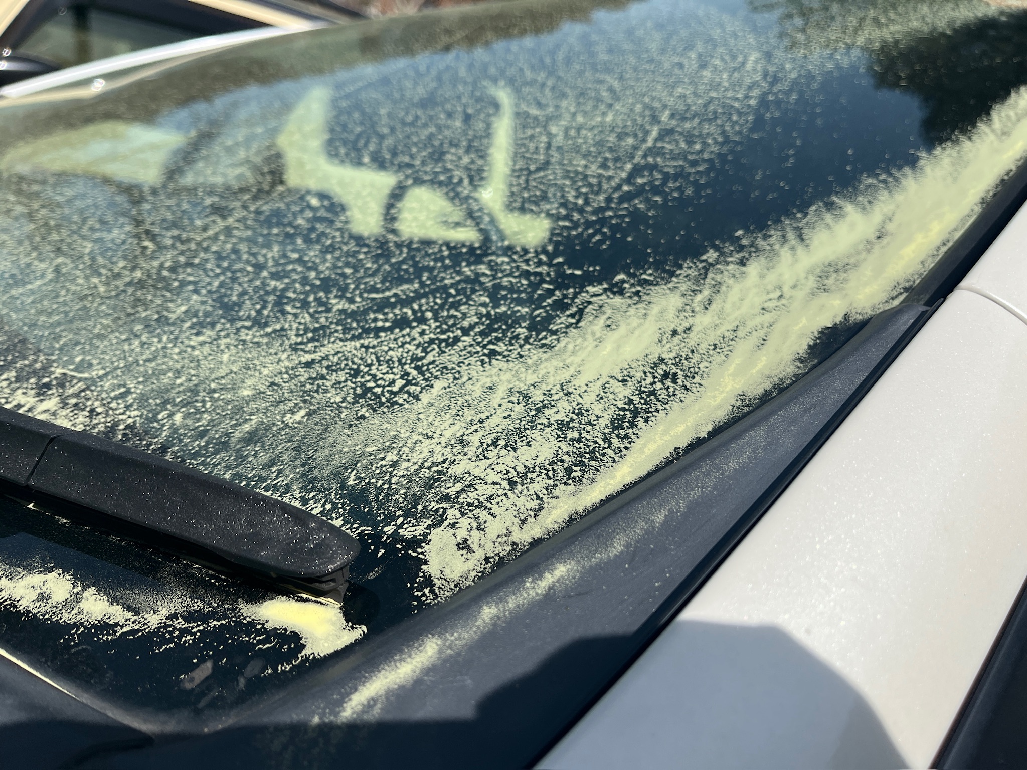 厳花粉期到来の写真