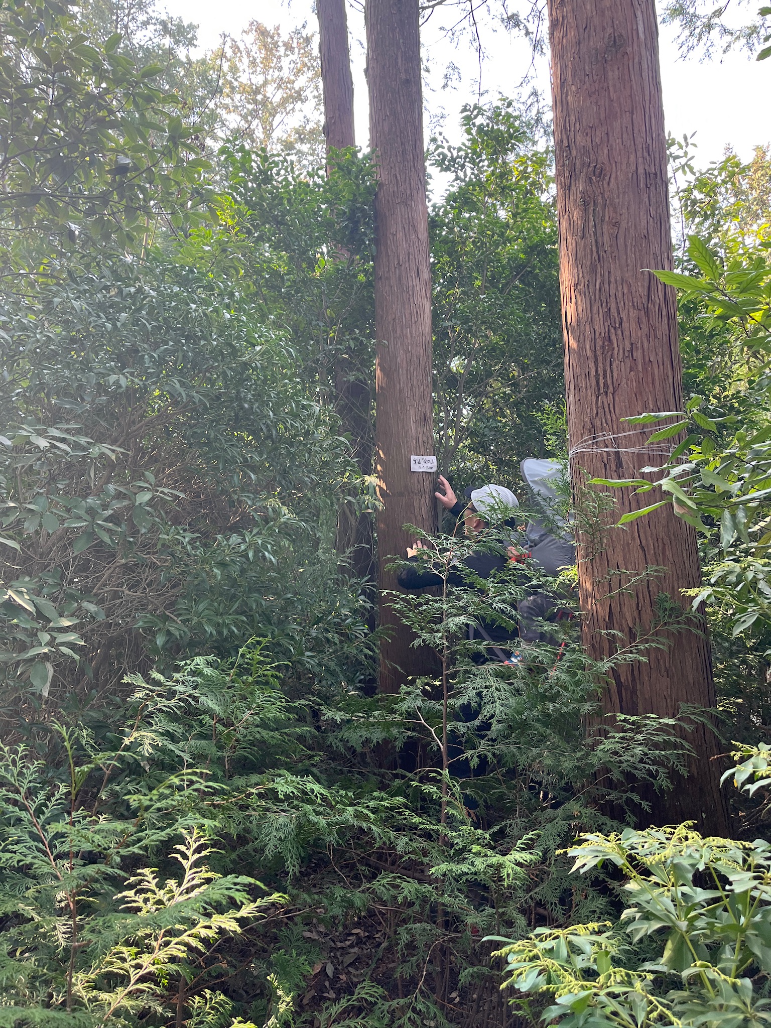 宝山（後口山）山頂の写真
