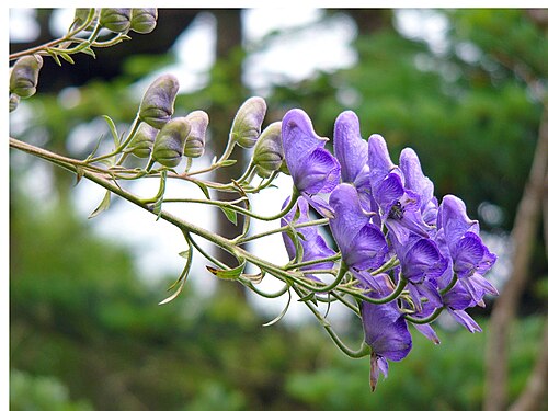 トリカブト(紫の花が穂状につく、深い葉の切れ込み)