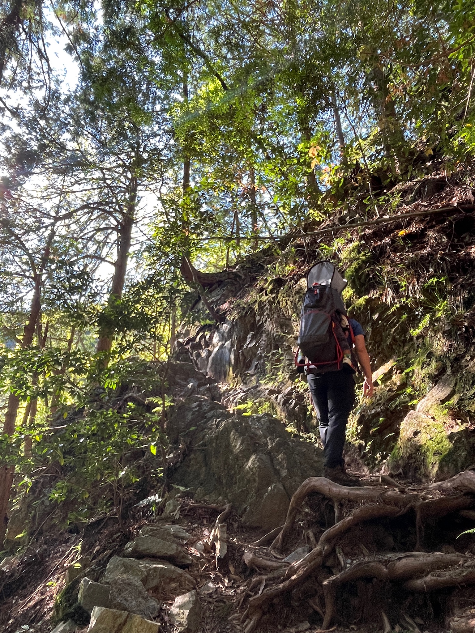 木の根が張り出した登山道