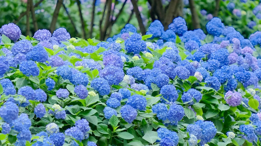 梅雨に咲く青いアジサイ