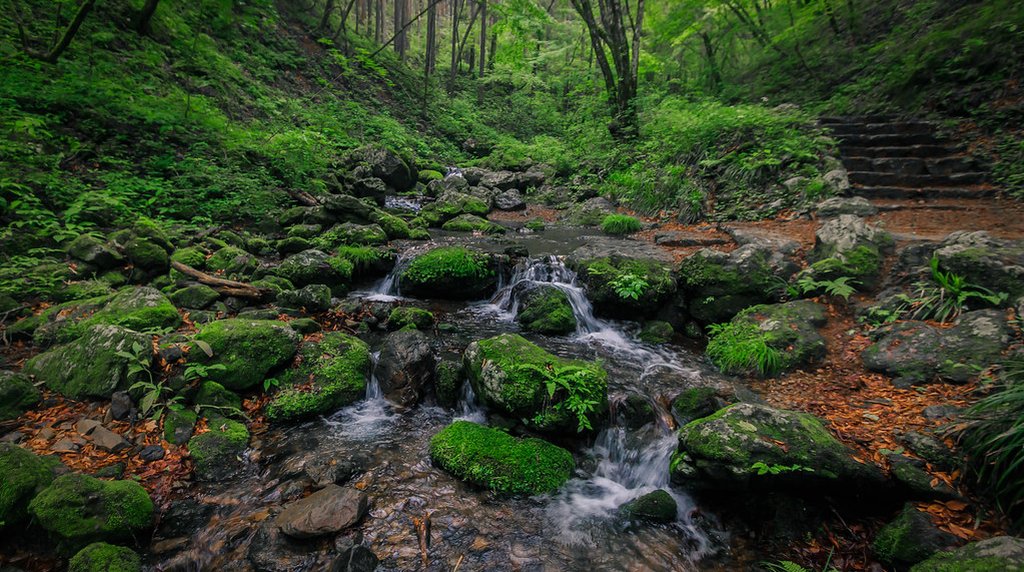 御岳山ロックガーデンの苔むす渓谷