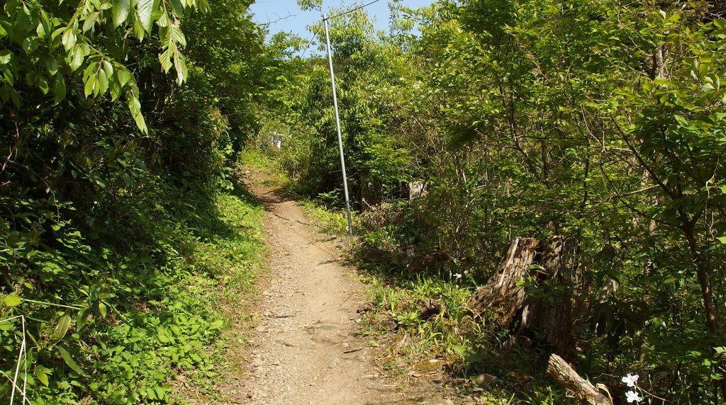 木漏れ日の登山道
