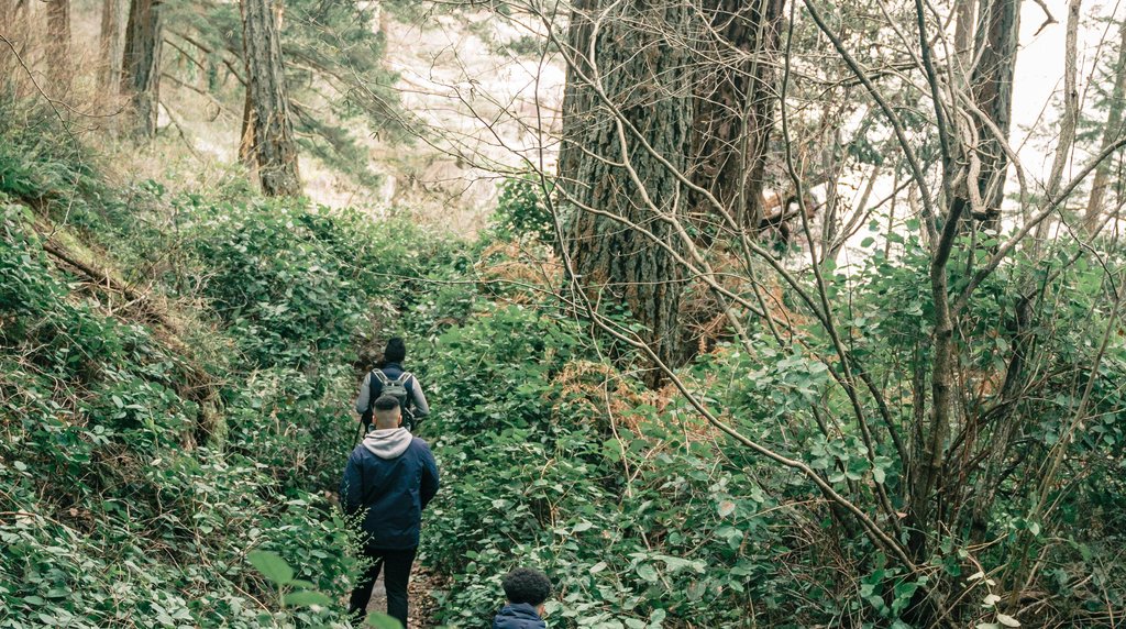 森の登山道を歩くハイカーたち