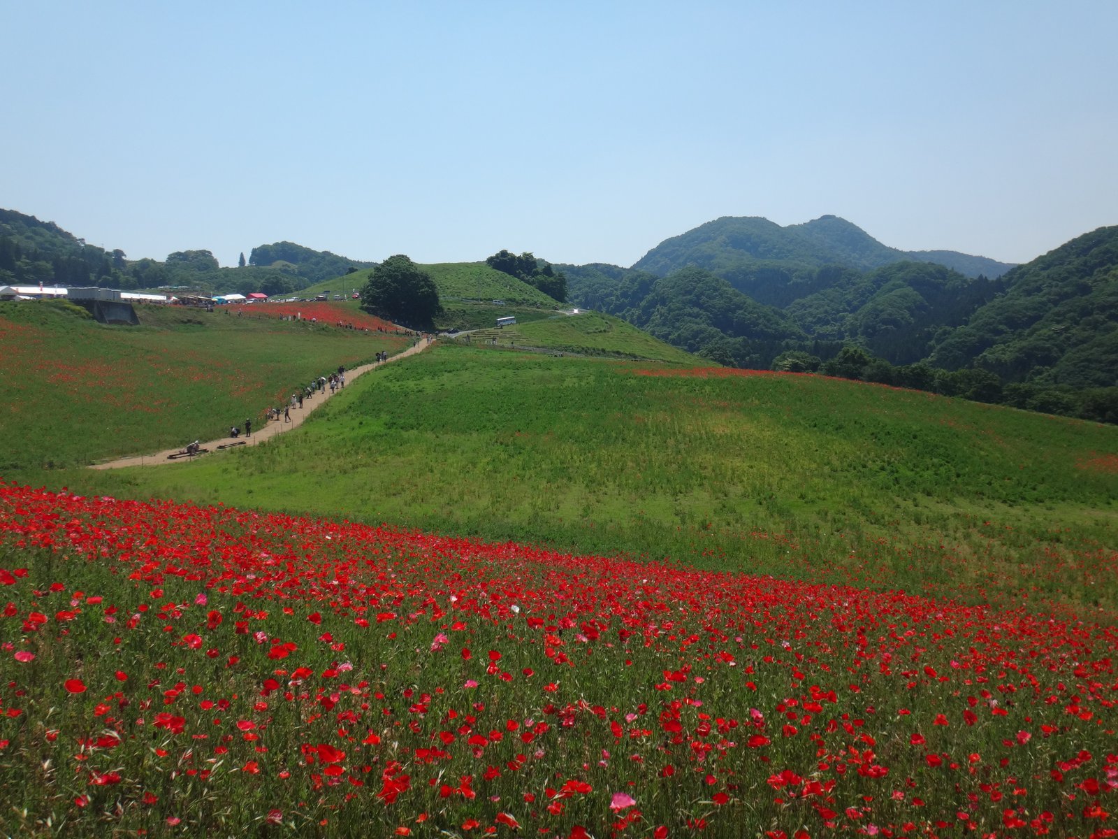 天空のポピーと大霧山
