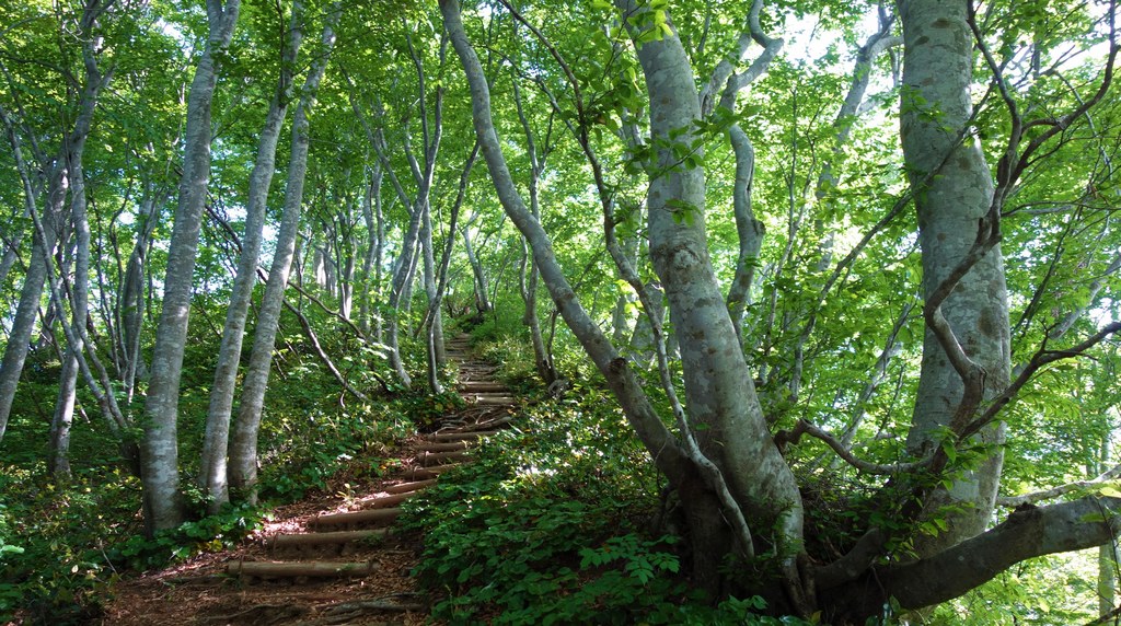 新緑のブナ林を抜ける登山道