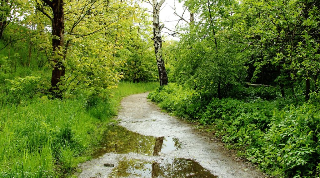 雨上がりの緑の森の登山道と水たまり