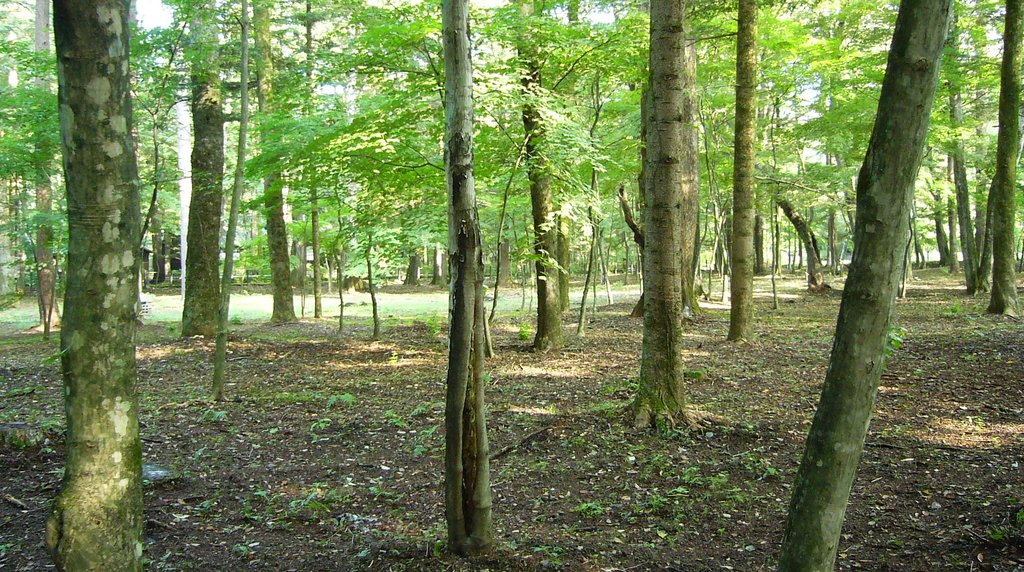 軽井沢の高原に広がる夏の新緑の森