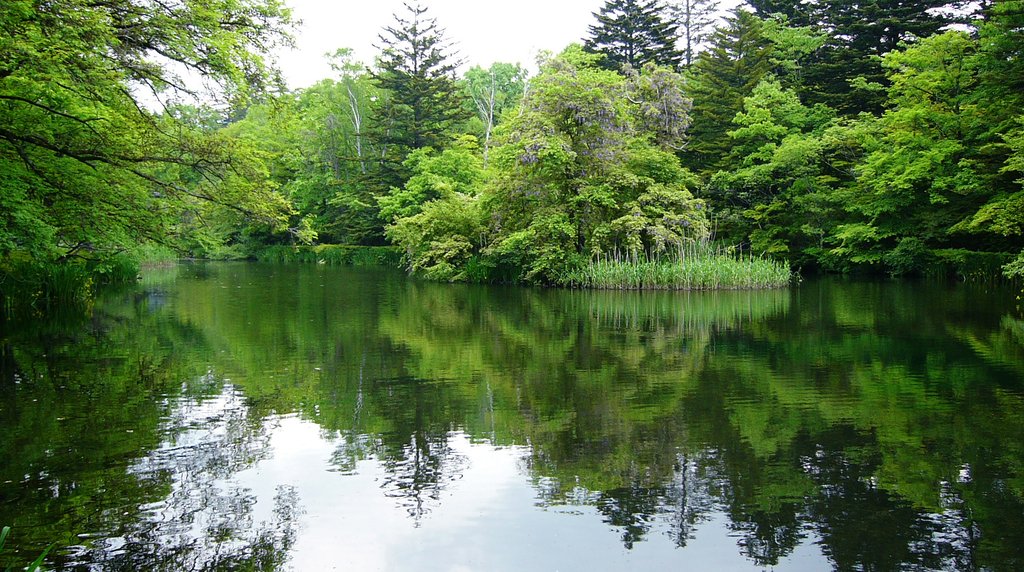 雲場池の水面と周囲の遊歩道