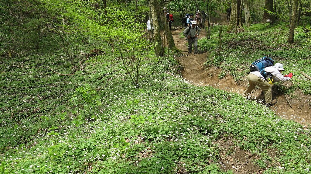 新緑の遊歩道を歩く登山者