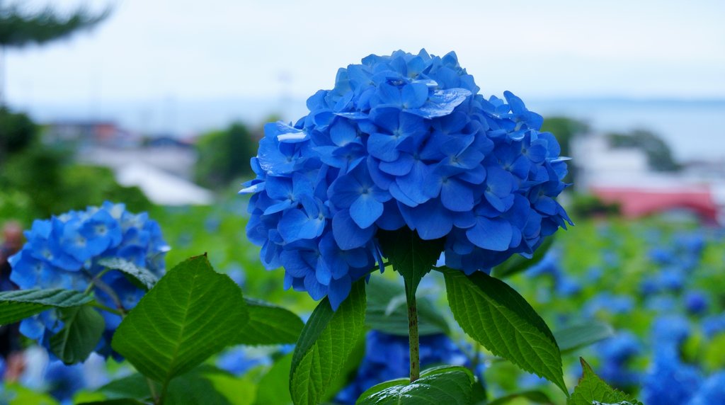青く咲きそろうアジサイの花