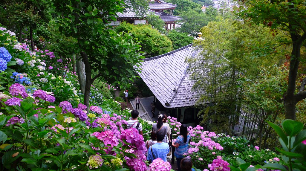 長谷寺のあじさい路と瓦屋根、散策する人々（鎌倉）