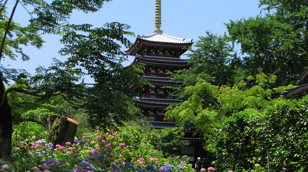 本土寺の五重塔とアジサイ（千葉・松戸）