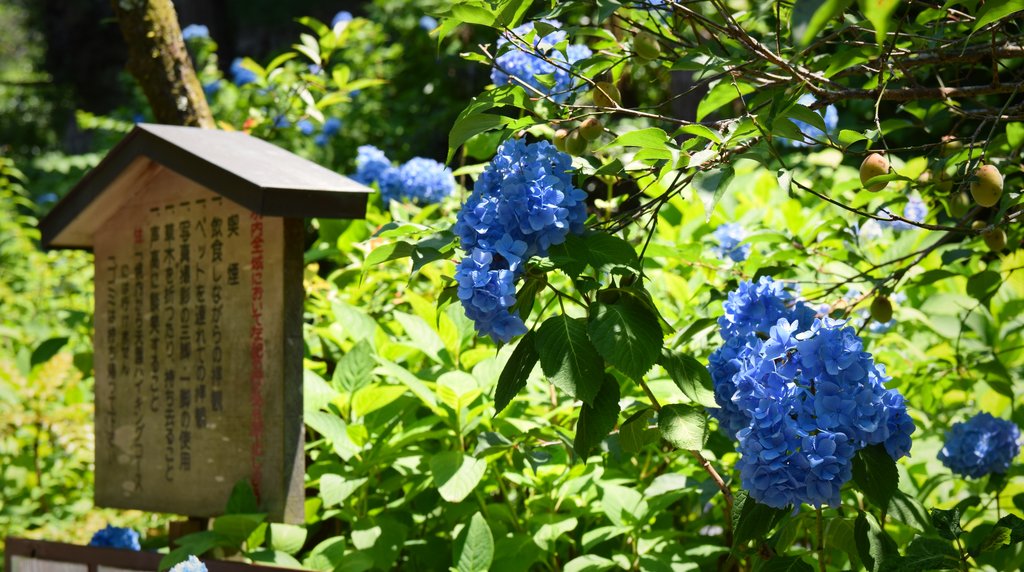 明月院に咲く青いアジサイ（鎌倉）