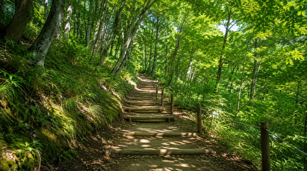 よく整備された低山の登山道