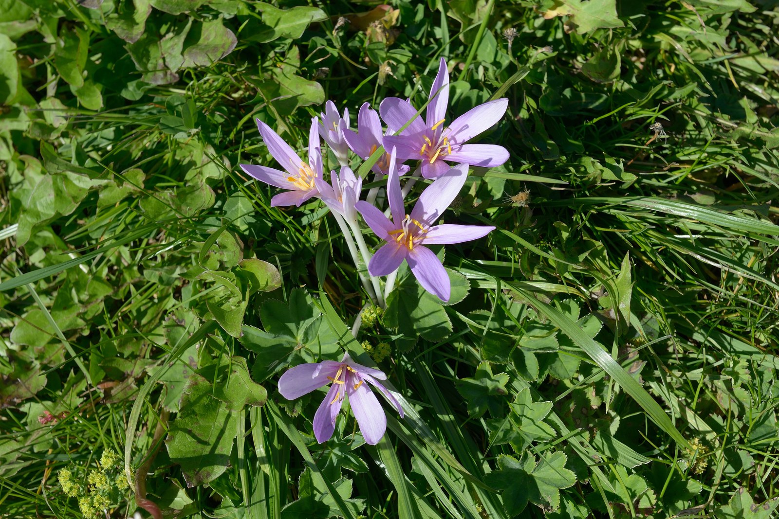 イヌサフランの花