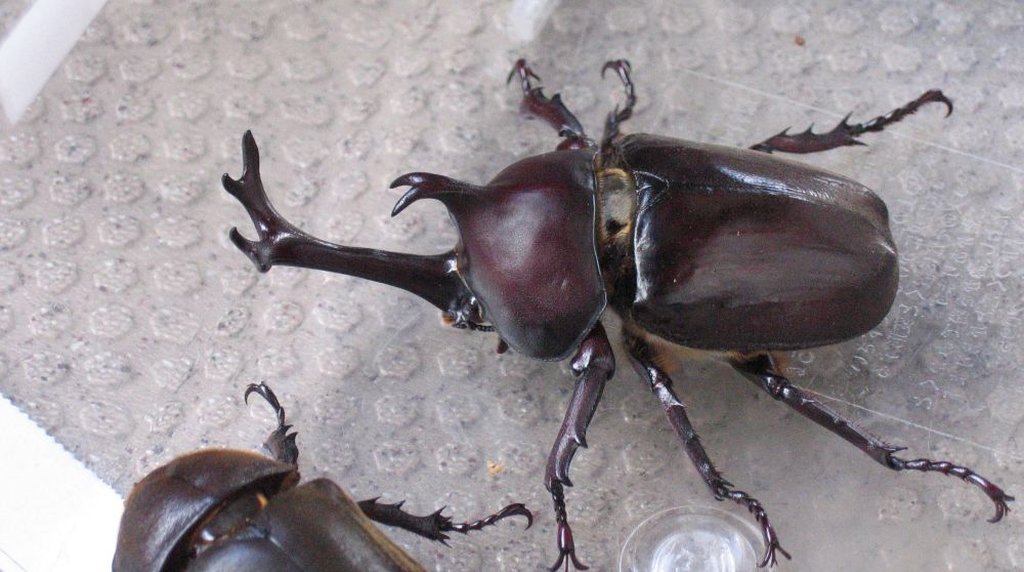 樹液に集まるカブトムシ