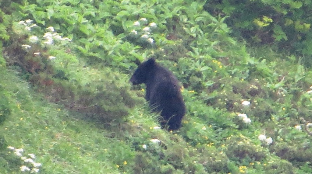 山の斜面にいる野生のツキノワグマ