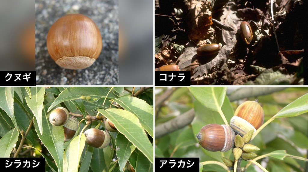 クヌギ・コナラ・シラカシ・アラカシのどんぐりの見比べ