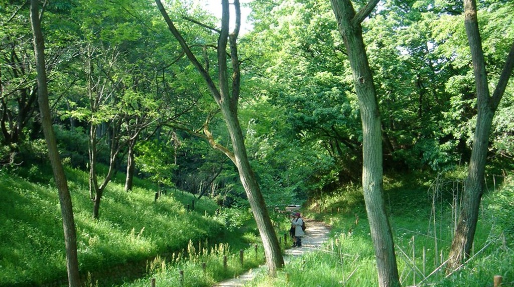 長沼公園の雑木林と園路