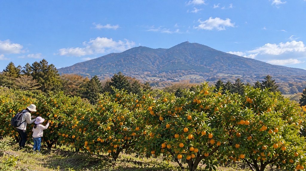 筑波山を望むふもとのみかん園でみかんを摘む親子