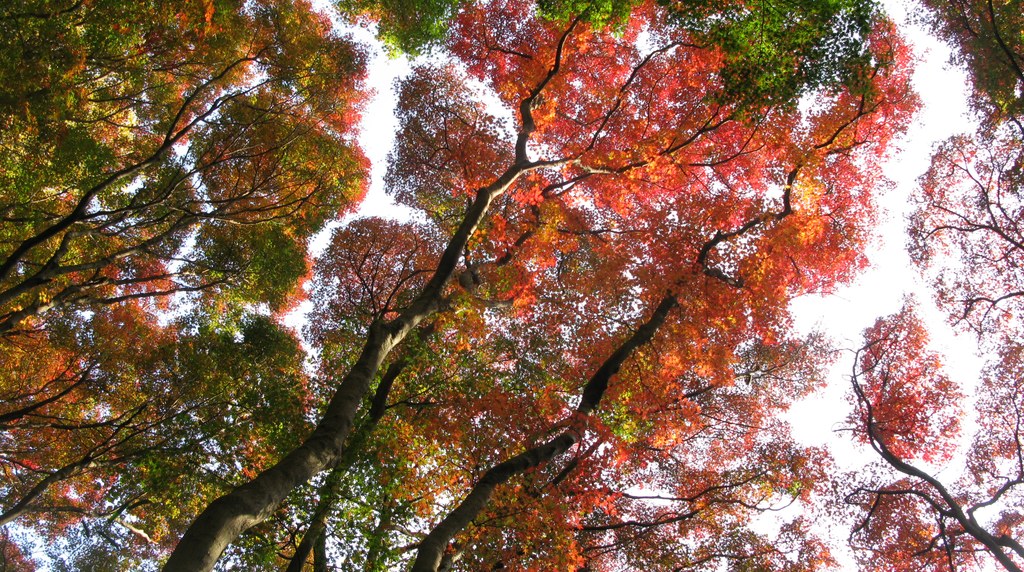 鎌倉アルプスの獅子舞で見上げたカエデの紅葉