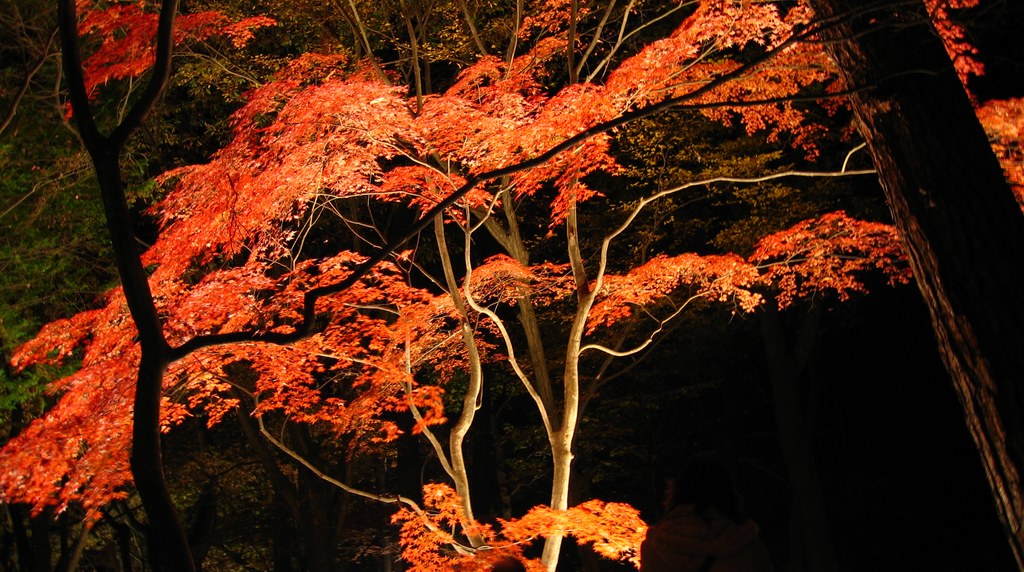 長瀞の月の石もみじ公園のライトアップされた紅葉