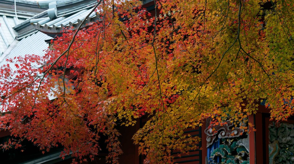高尾山薬王院のまわりの紅葉