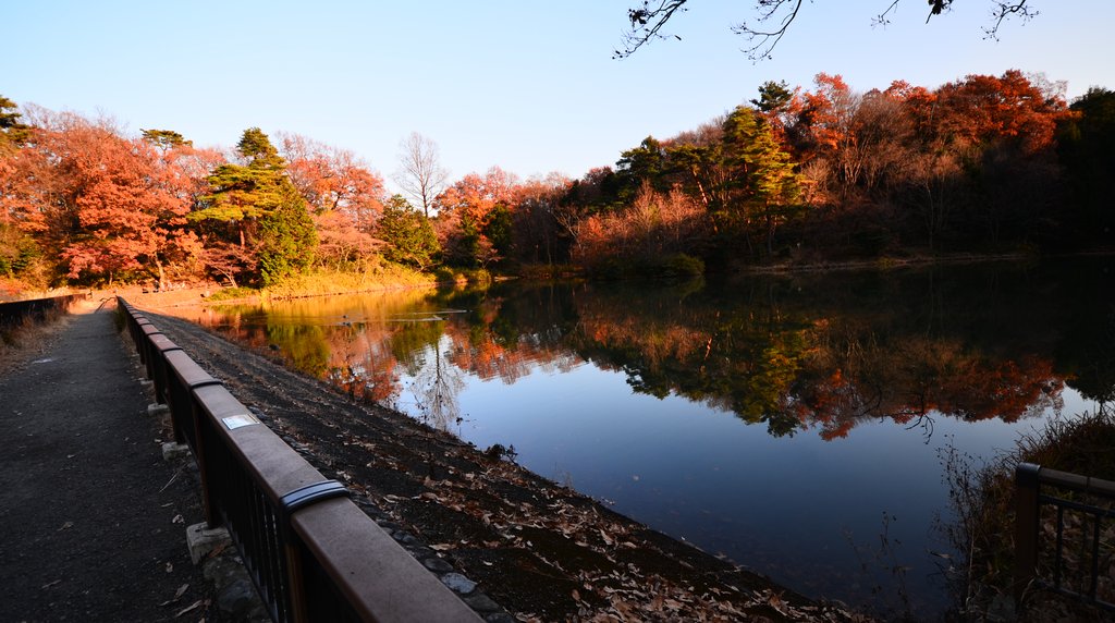 狭山公園の池と紅葉
