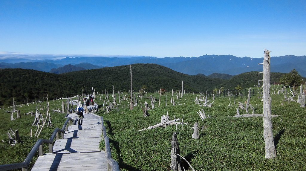 大台ヶ原・東大台の正木ヶ原付近の木道と立ち枯れの木